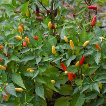Chilli pepper Tabasco Seeds 