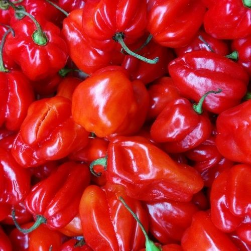 Chilli pepper Scotch Bonnet seeds - Red
