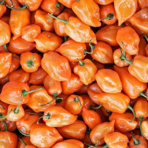 Chilli Pepper Habanero Orange seeds - Hot pepper