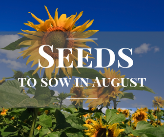 Seeds to sow in August