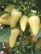Chilli Pepper - Caloro - 15 seeds