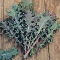 Kale - Red Russian seeds