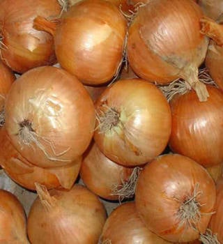 Onion Giant stuttgart seeds