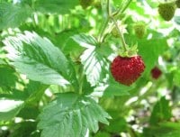 Strawberry Alexandria seeds