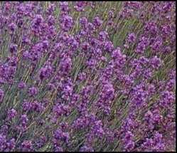 Lavender Spica - 200 seeds