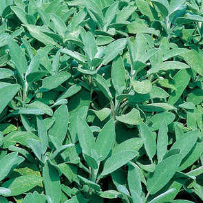Sage seeds Green leaved salvia - 50 seeds