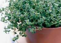 Thyme Common English Thyme seeds