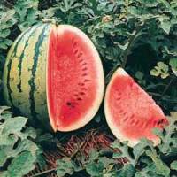 Watermelon Crimson Sweet Seeds - Melon