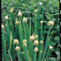 Welsh Onion White - Allium fistulosum perennial seeds