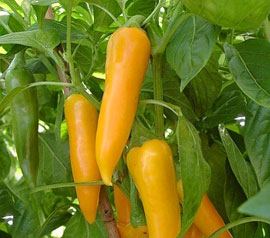 Chilli pepper - BULGARIAN CARROT - 12 seeds