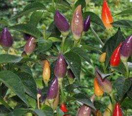 Chilli Pepper - Twilight - Medium HOT ! 12 seeds