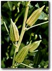 OKRA - Mammoth - High yielding - 20 seeds