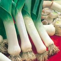 LEEK - Lyon 2 Prizetaker - 250 Seeds