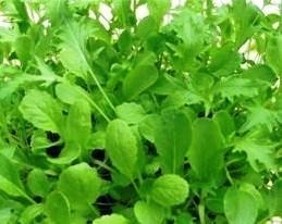 Oriental leafy salad Mix - inc. pak choi - 300 seeds