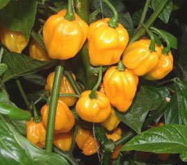 Chilli pepper - Scotch Bonnet (orange) 12 Seeds