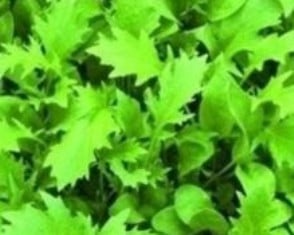 SPICY GREENS MIX - Unusual - 200 seeds