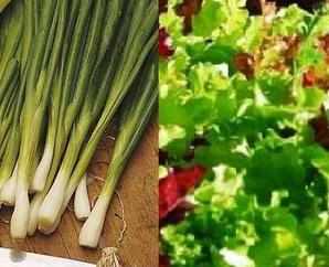 SPRING ONION and MIXED LETTUCE seeds - SALAD CROPS