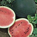 WATERMELON - SUGER BABY - 50 SEEDS [melon] fruit garden