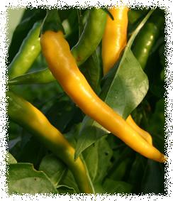 Chilli Pepper - Cayenne Golden - 20 Seeds