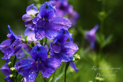 Delphinium - Tom Pouce Gentian Blue - 20 Seeds