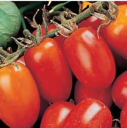 Tomato - Principe Borghese - 40 seeds