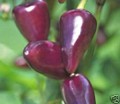 Chilli Pepper - Purple Tiger - 15 Seeds