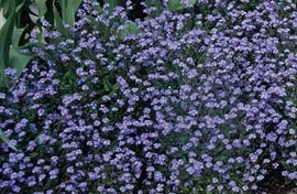 Forget Me Not - Myosotis Sylvatica - Blue Sylva - 50 Seeds