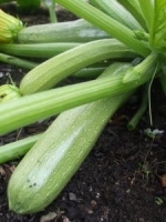 Courgette Genovese seeds