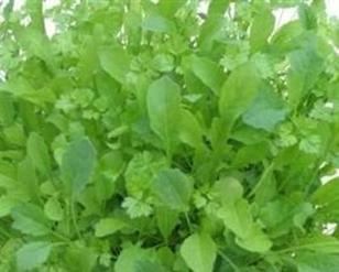FRENCH - Classic Mesclun MIX - 300 seeds