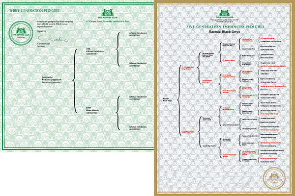 pedigree-certificate-application_grande