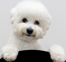 bichon