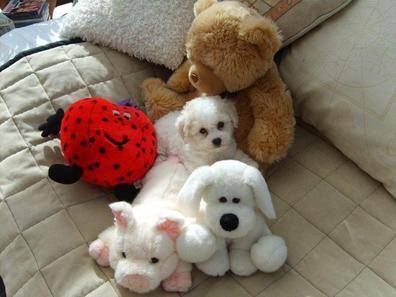 Kennel club bichon frise puppies hot sale for sale