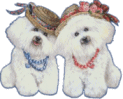 G;itter Bichons G;itter Bichons