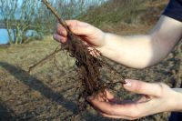 Dad's second tree is in Alderney with the Alderney Wildlife Trust