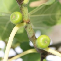 Small Fig Tree Gift