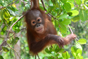 Swing over to the Orangutan Foundation's website here