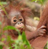 Click here to adopt an orangutan from the Orangutan Foundation