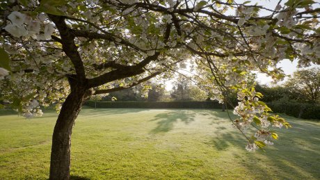 Enjoy the sight of the best spring gardens with the National Trust