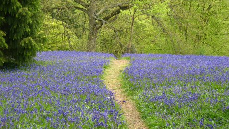 Enjoy carpets of bluebells in spring time