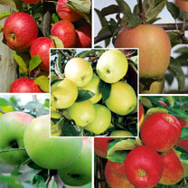 A mouth-watering offer from Suttons ..... save yourself 68% on their Apple Tree Collection
