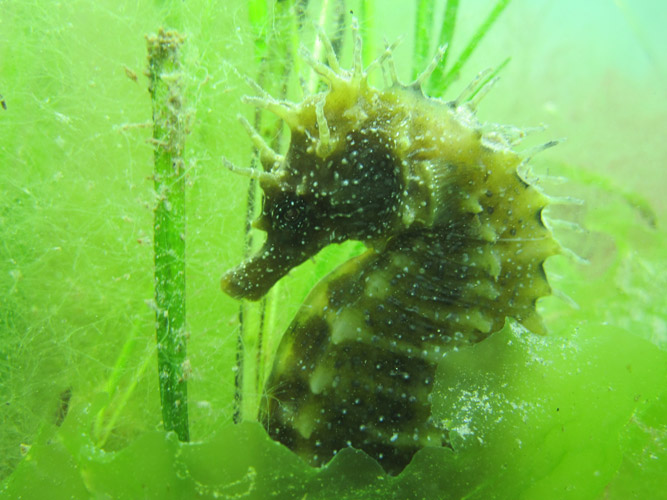 Adopt a seahorse from the Seahorse Trust