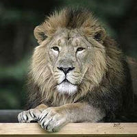 Adopt Lucifer the Lion now