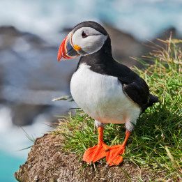 Puffin Cushions from Zazzle
