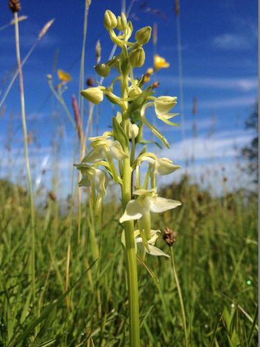 Adopt a Greater Butterfly Orchid
