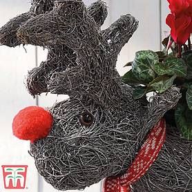 Festive Rudolph Brushwood Pot & Cyclamen - Gift