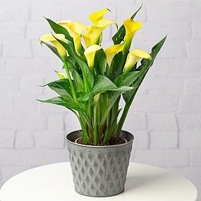 Yellow Calla Lily Plant