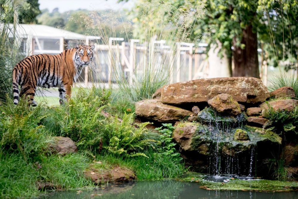 Up-Close Tiger Encounter for Two at Woburn Safari Park