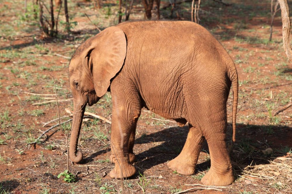 Adopt an African Elephant from the David Shepherd Wildlife Foundation