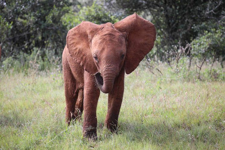 Adopt Naleku from the Sheldrick Wildlife Trust