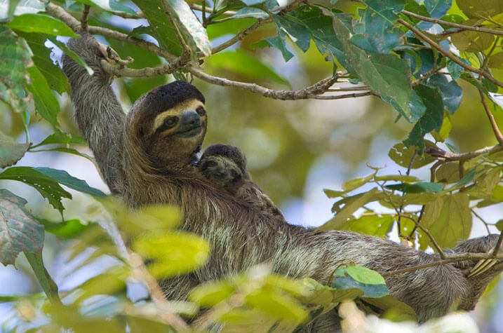 Adopt a Sloth from the Sloth Conservation Foundation